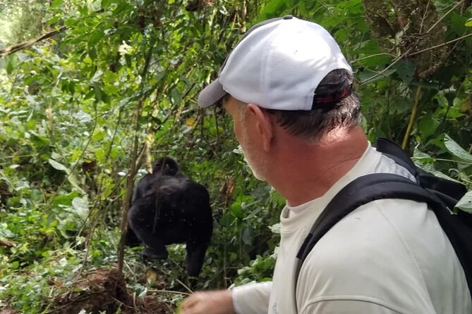 4 Days Gorilla and Chimps trek safari - Why this 4-day Uganda primate trek works for first-timers