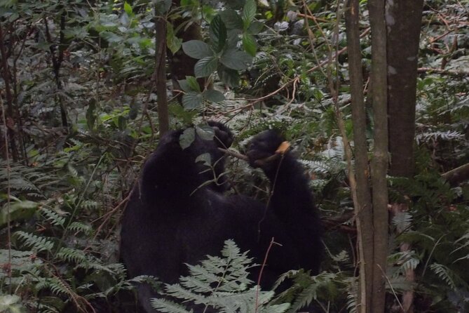 4 Days Gorilla and Chimps trek safari - Lake Bunyonyi transfer: cooling off after the main event
