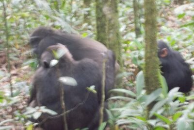 4 Days Gorilla and Chimps trek safari - Day 1 from Kampala to Bwindi Impenetrable Forest (plus the Equator stop)