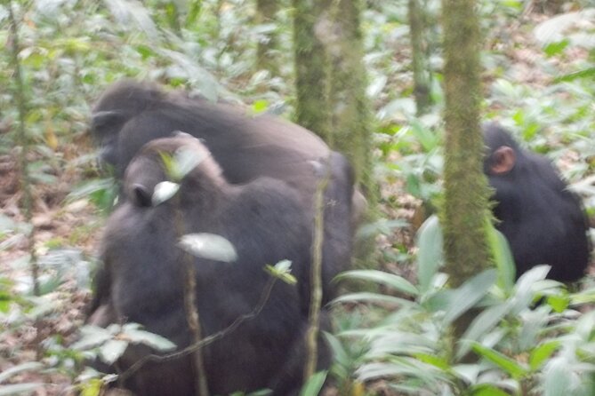 4 Days Gorilla and Chimps trek safari - Day 1 from Kampala to Bwindi Impenetrable Forest (plus the Equator stop)