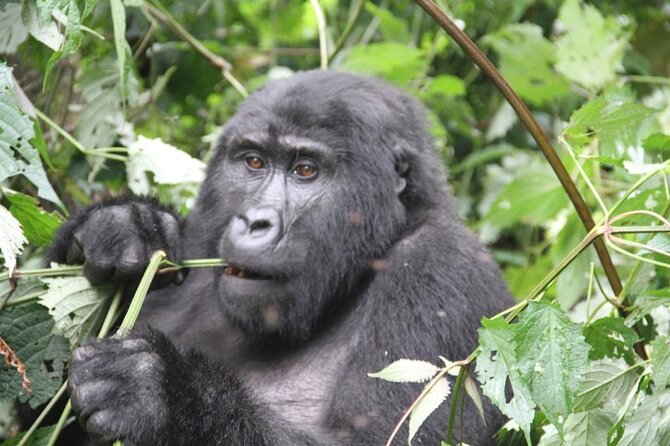4 Days Gorilla Trekking, Lake Bunyonyi and Rwanda National Parks - Key Things That Make This Trip Worth Your Time