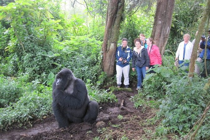 4 Days Gorilla Trekking, Lake Bunyonyi and Rwanda National Parks - Kigali First: City Change, the Genocide Memorial, and Staying Oriented