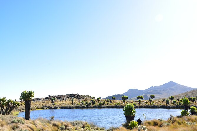 4 Days mount Elgon Trek, 4321m a.s.l - Day 2 to Dubi Camp (~3,300m): Acclimatization With Purpose