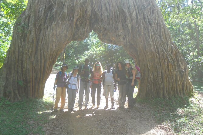 4 Days Mount Meru Climbing | Hiking | Trekking Tour - Day 4: Fast Descent, Wildlife Chances, and Returning to Arusha/Moshi