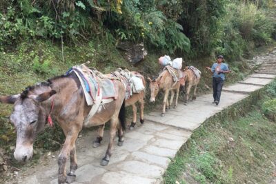 4 Days Poon Hill Trek - Guides and logistics: the difference between a trek and a guided trek