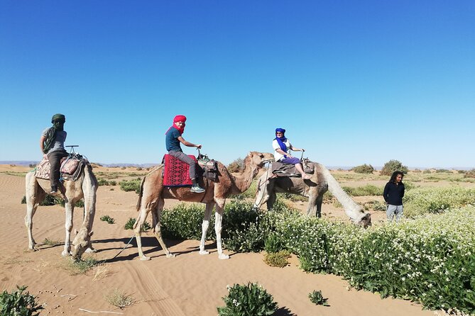 4 days trek - The legs of camels - Why M’Hamid feels like the right starting point