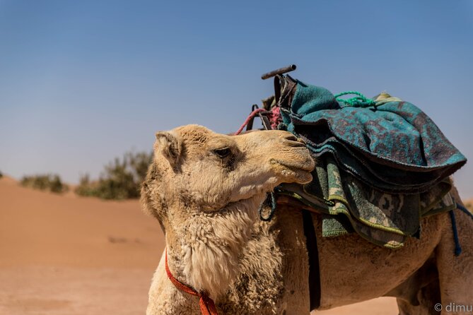 4 days trek - The legs of camels - Timing, start/end, and the day-to-day reality