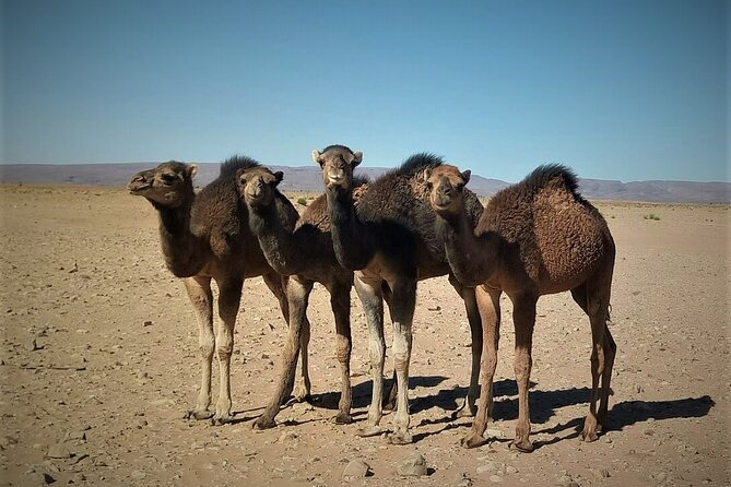 4 days trek - The legs of camels - Who should book this trek, and who should skip it