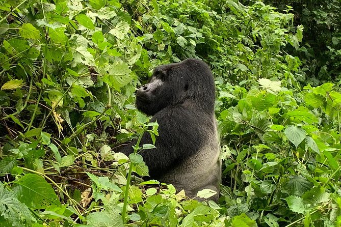 5 Day Gorillas, Wildlife and Kalinzu Forest Chimp Trek - Pickup and the small-group advantage (Entebbe or Kampala, then back again)