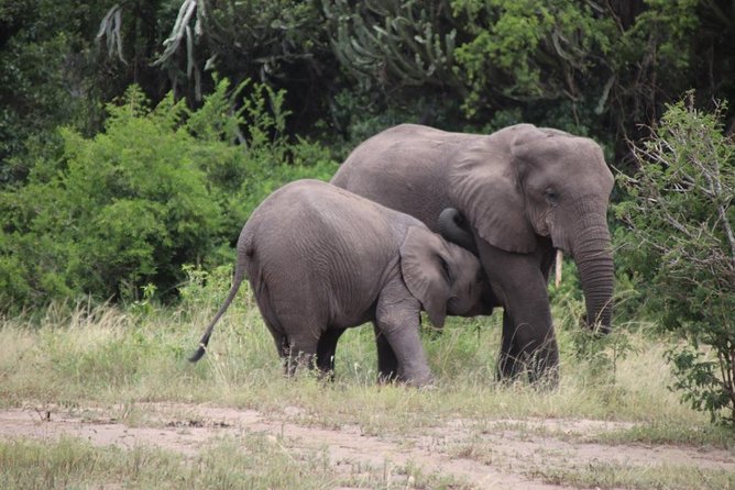 5 Day Gorillas, Wildlife and Kalinzu Forest Chimp Trek - Day 3 in Queen Elizabeth: Kasenyi Plains afternoon game drive