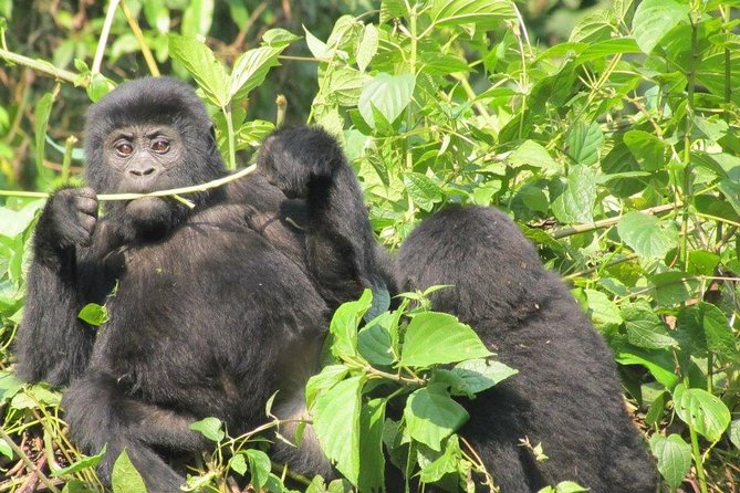 5 Day Gorillas, Wildlife and Kalinzu Forest Chimp Trek - Day 5 Kalinzu chimp tracking: a forest workout with monkey bonuses