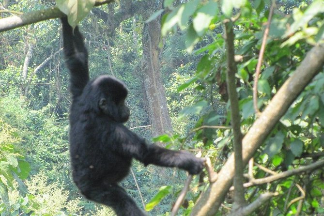 5 Day Gorillas, Wildlife and Kalinzu Forest Chimp Trek - Price and value: why $2,780 can make sense here