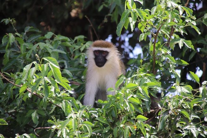 5 Day Gorillas, Wildlife and Kalinzu Forest Chimp Trek - Day 1 from Entebbe toward Bwindi: the long drive plus two smart stops
