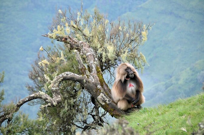 5-Day Northern Ethiopia Tour : 3D Simien Mountains Trek & Axum. - Key Highlights I Think You’ll Actually Care About