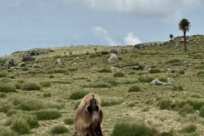 5-Day Northern Ethiopia Tour : 3D Simien Mountains Trek & Axum. - Day 2 Through Shire: A Quick Transfer Day You Should Treat Like Recovery