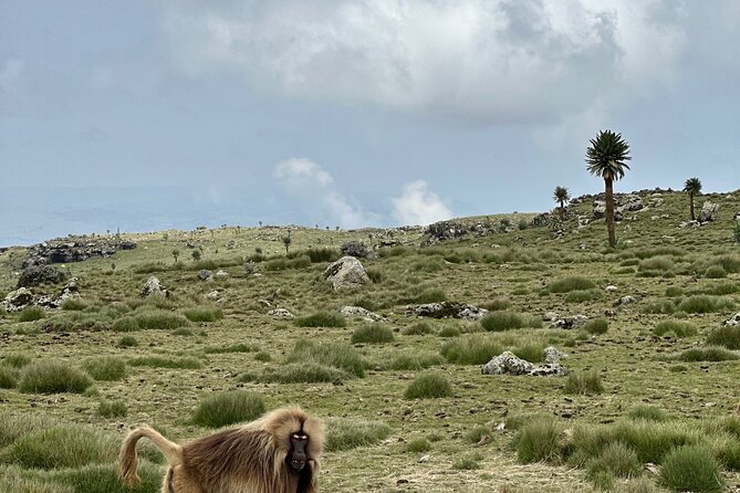 5-Day Northern Ethiopia Tour : 3D Simien Mountains Trek & Axum. - Price and What $471.80 Buys You (and What You’ll Need to Budget)