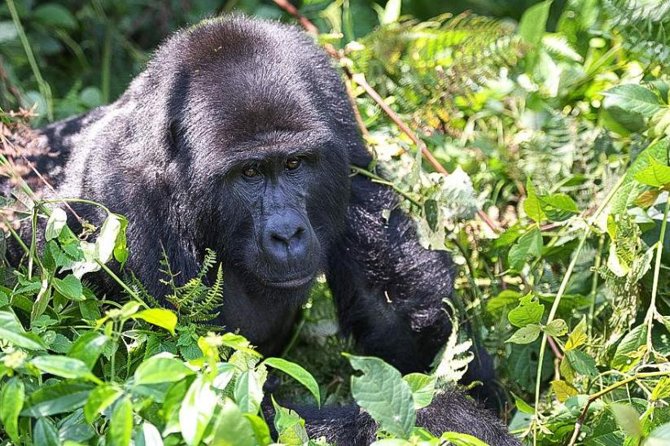5-Day Pearl of Africa Chimps and Gorilla Trekking Safari - Key highlights worth marking on your map