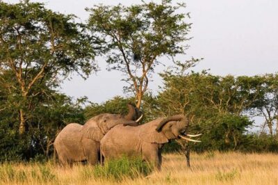 5-Day Pearl of Africa Chimps and Gorilla Trekking Safari - Kyambura Gorge chimps and a Kazinga Channel launch for hippo-heavy cruising