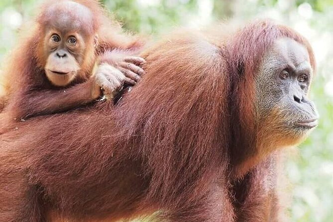 5 Day's 4 Night's jungle Tour trekking in Bukit Lawang - Key Highlights You’ll Actually Feel