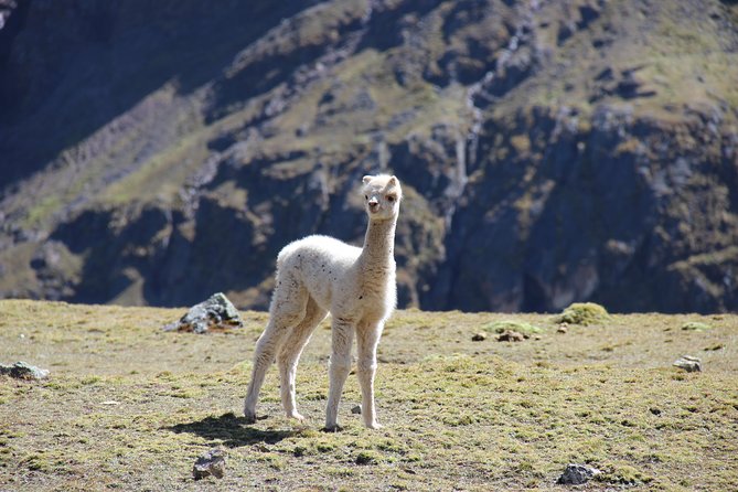 5 Day - Salkantay trek to Machu Picchu - Group Service - Llactapata’s Incan fort viewpoint before Aguas Calientes