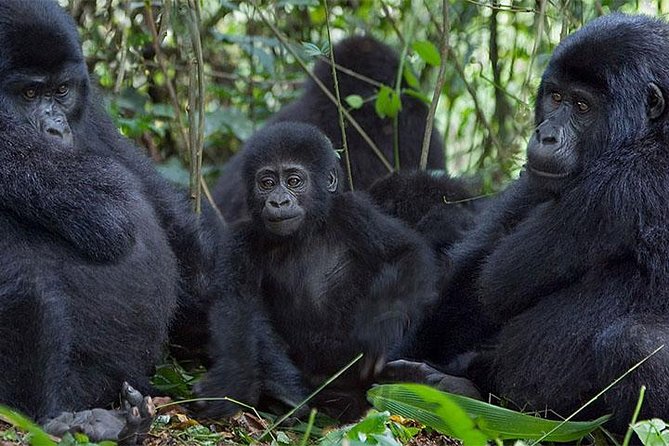 5 Days Bwindi gorilla trekking and Queen Elizabeth safari - Day 2 to Bwindi: the long drive, plus a couple smart breaks