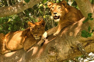 5 Days Bwindi gorilla trekking and Queen Elizabeth safari - Gorilla tracking in Bwindi: what you can expect when plans change
