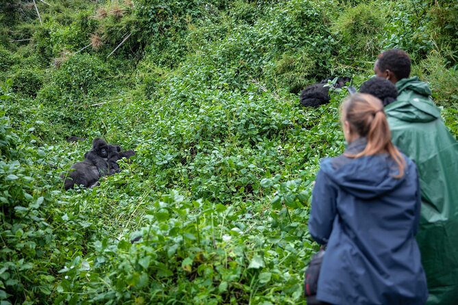 5 Days Gorilla and Chimpanzee Trekking in Uganda - Key points before you go