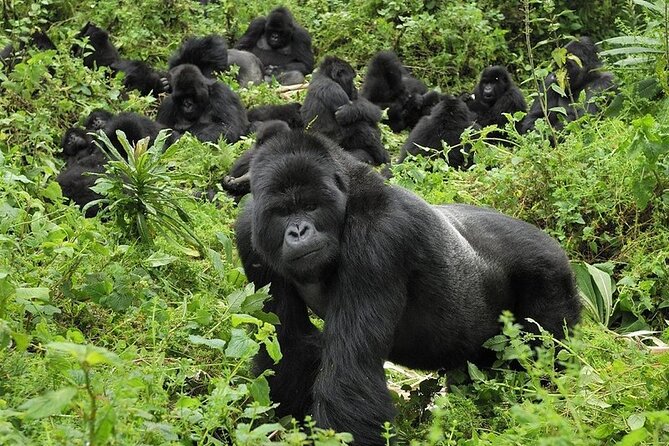 5 Days Gorilla and Chimpanzee Trekking in Uganda - Why this 5-day primate route works: Kibale to Bwindi to Bunyonyi