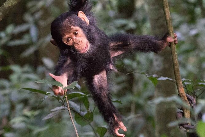 5 Days Gorilla and Chimpanzee Trekking in Uganda - Gorilla trekking in Bwindi: briefing, thick undergrowth, and one-hour viewing