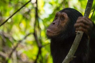 5 Days Gorilla and Chimpanzee Trekking in Uganda - Getting to Uganda: Kampala pickup and Entebbe airport arrival