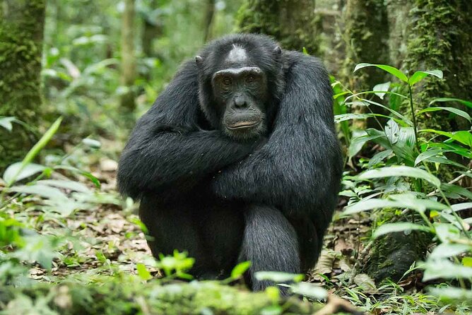 5 Days Gorilla and Chimpanzee Trekking in Uganda - Price and value: what $2,350 covers and what you’ll still pay for