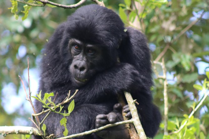 6 Day Gorillas, Golden Monkeys and Chimp Trek at Kibale - Six Species Days, One Tight Route: What You’re Actually Booking