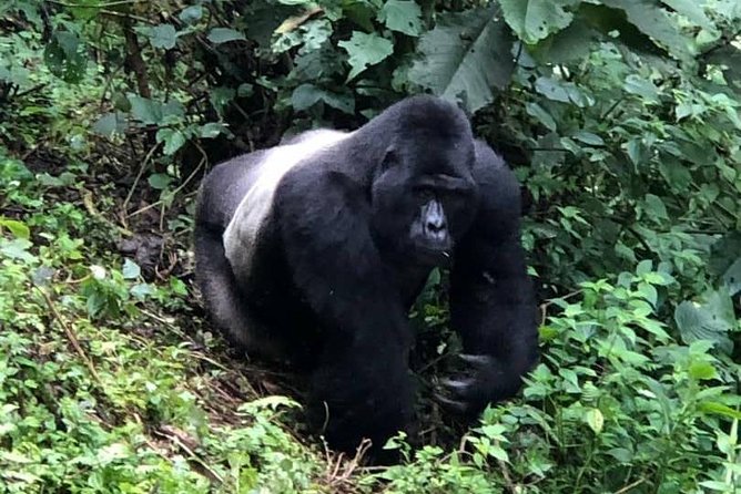 6 Day Gorillas, Golden Monkeys and Chimp Trek at Kibale - Bwindi Gorilla Trek Day: The Briefing That Changes Everything