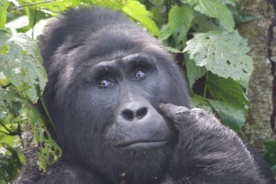 6 Day Gorillas, Golden Monkeys and Chimp Trek at Kibale - Queen Elizabeth Game Drives on Kasenyi Plains: Big Animals First, Then Go With Luck