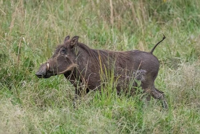 6 Day Gorillas, Golden Monkeys and Chimp Trek at Kibale - Mgahinga Golden Monkeys and Lake Bunyonyi: Mountain Wildlife Meets a Softer Landing