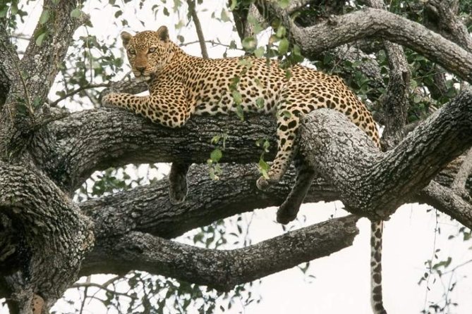 6-Day Murchison Falls, Chimp Trekking and Big Game Combo - Key things that make this safari work