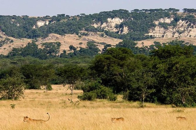 6-Day Murchison Falls, Chimp Trekking and Big Game Combo - Day-by-day: what you’ll actually experience