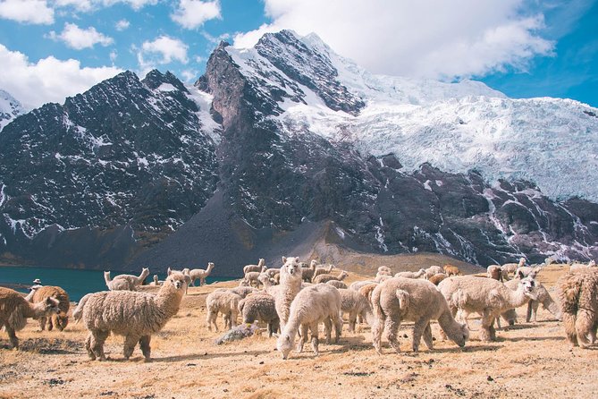 6 day Rainbow Mountain x Ausangate Trek - FlashpackerConnect - Day 3: Qampa Pass (5051m) and the Qampa Valley descent