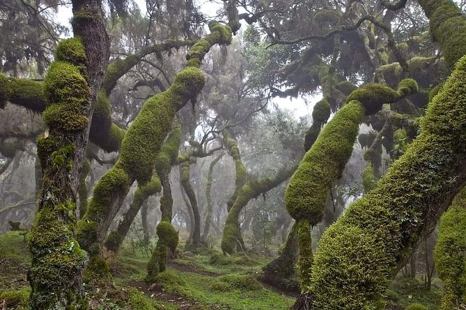 6 Days Bale Mountains Trekking - Key things that make this Bale trek worth it