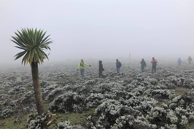 6 Days Bale Mountains Trekking - Price and logistics: what $488 really covers