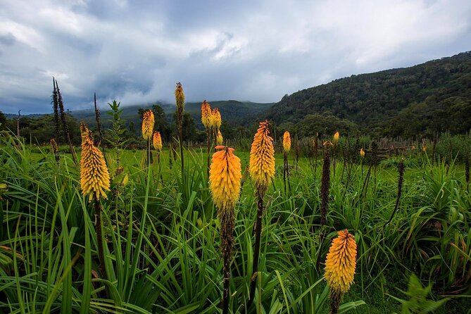 6 Days Bale Mountains Trekking - Day 2: Dinsho to Sodota (18 km), plus rivers that pull wildlife closer