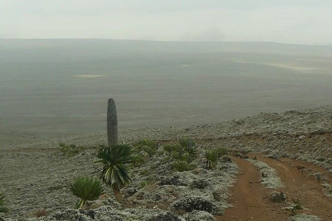 6 Days Bale Mountains Trekking - Day 6: Morning transfer back to your flight