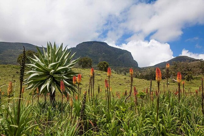 6 Days Bale Mountains Trekking - Day 1: Goba to Dinsho HQ, where juniper woodlands do the talking