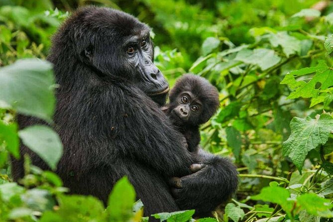 6 Days Uganda Gorilla, Chimps Trekking and Wildlife Safari - Key highlights worth your attention