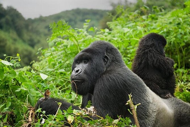 6 Days Uganda Gorilla, Chimps Trekking and Wildlife Safari - Six days in western Uganda: a smart animal combo