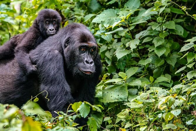 6 Days Uganda Gorilla, Chimps Trekking and Wildlife Safari - Lake Bunyonyi reset: why the pause matters