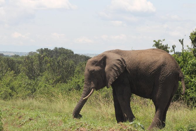 7-Day Murchison Falls, Chimps & Gorilla Trekking - Key Things You’ll Appreciate on This 7-Day Safari