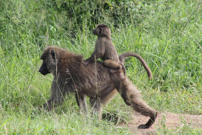 7-Day Murchison Falls, Chimps & Gorilla Trekking - From Entebbe to Murchison Falls: where your first big moments land