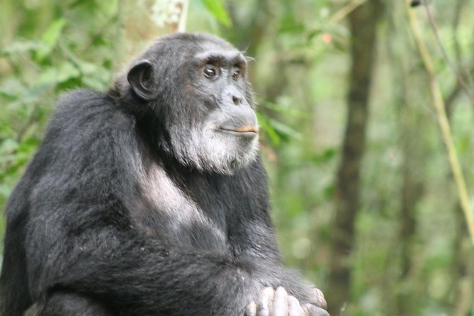 7-Day Murchison Falls, Chimps & Gorilla Trekking - Budongo chimp trekking: primates first, but birds steal the show