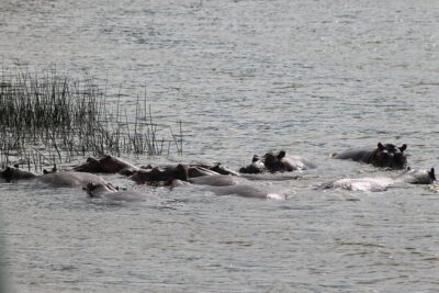 7-Day Murchison Falls, Chimps & Gorilla Trekking - Murchison Falls game drive plus the boat to the base of the falls